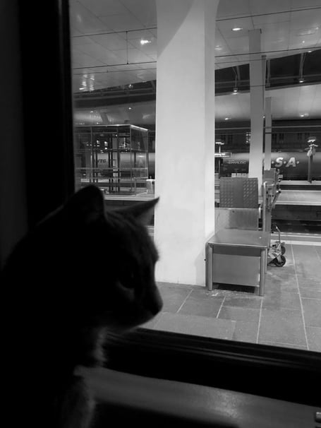 Finance4Learning | Evacuation from Bucha / Kyiv with my cat
